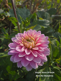 Hapet Rose Dream