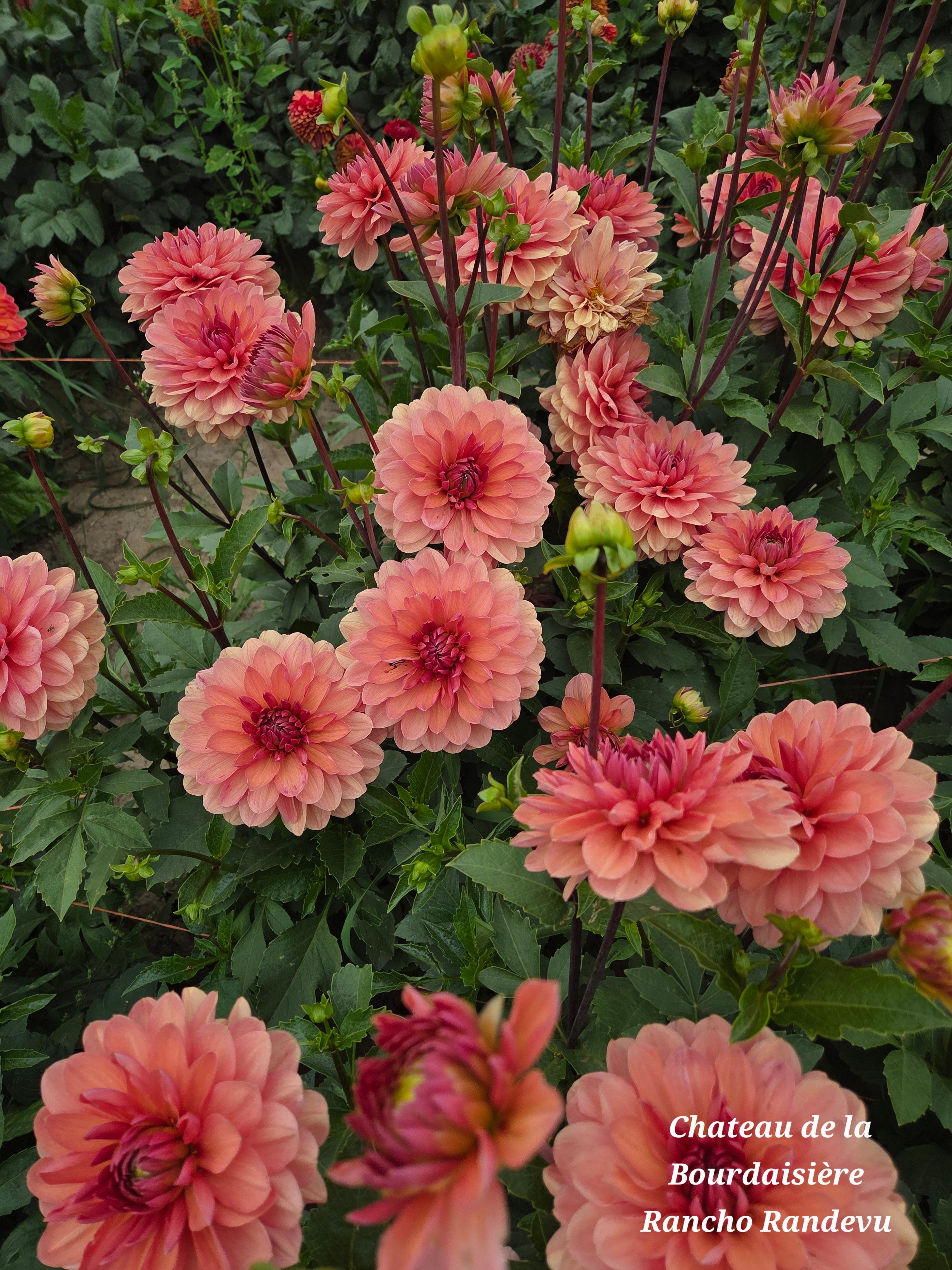 Chateau de la Bourdaisiere