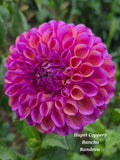 Hapet Coppery