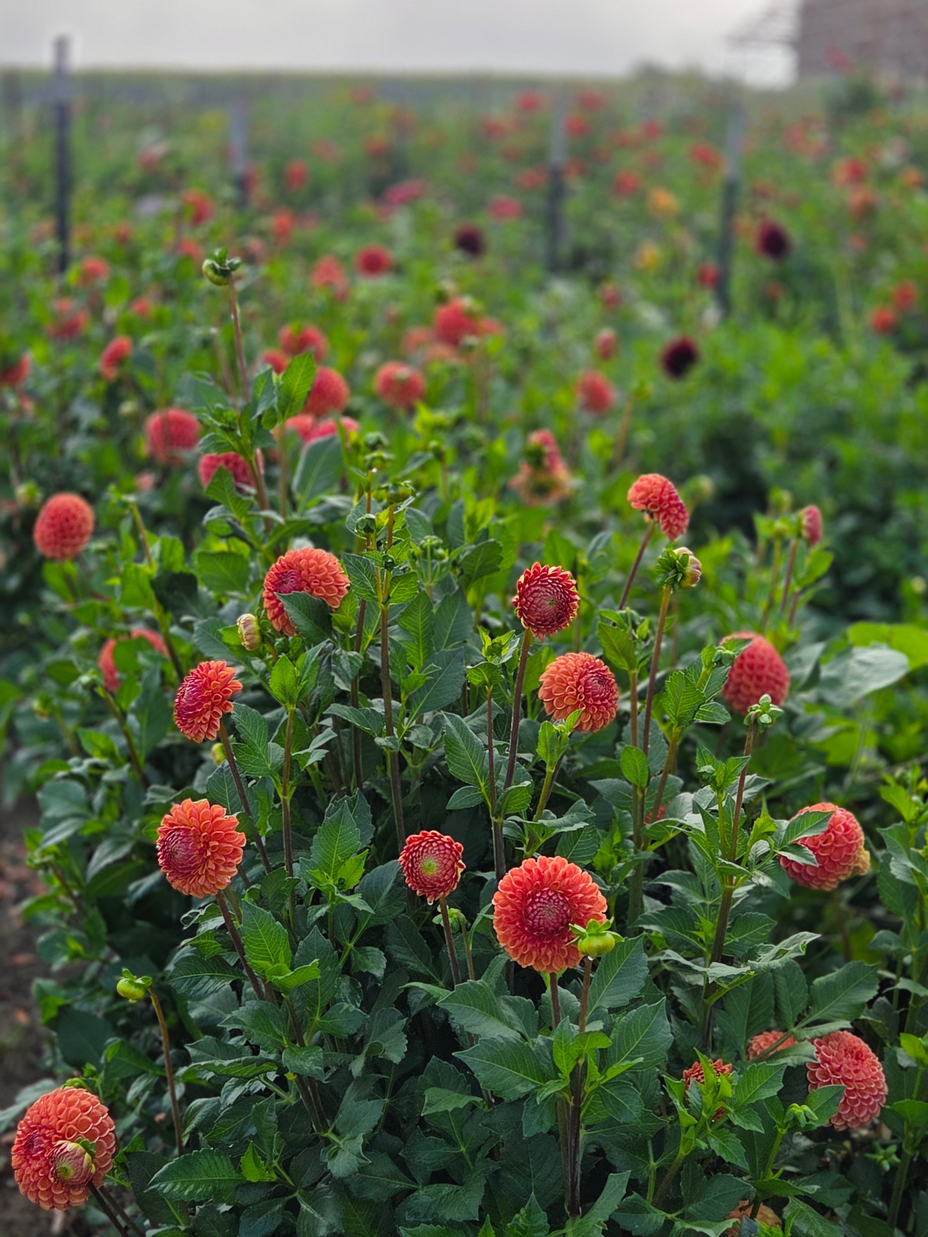 Cornel Bronze 10 tubers