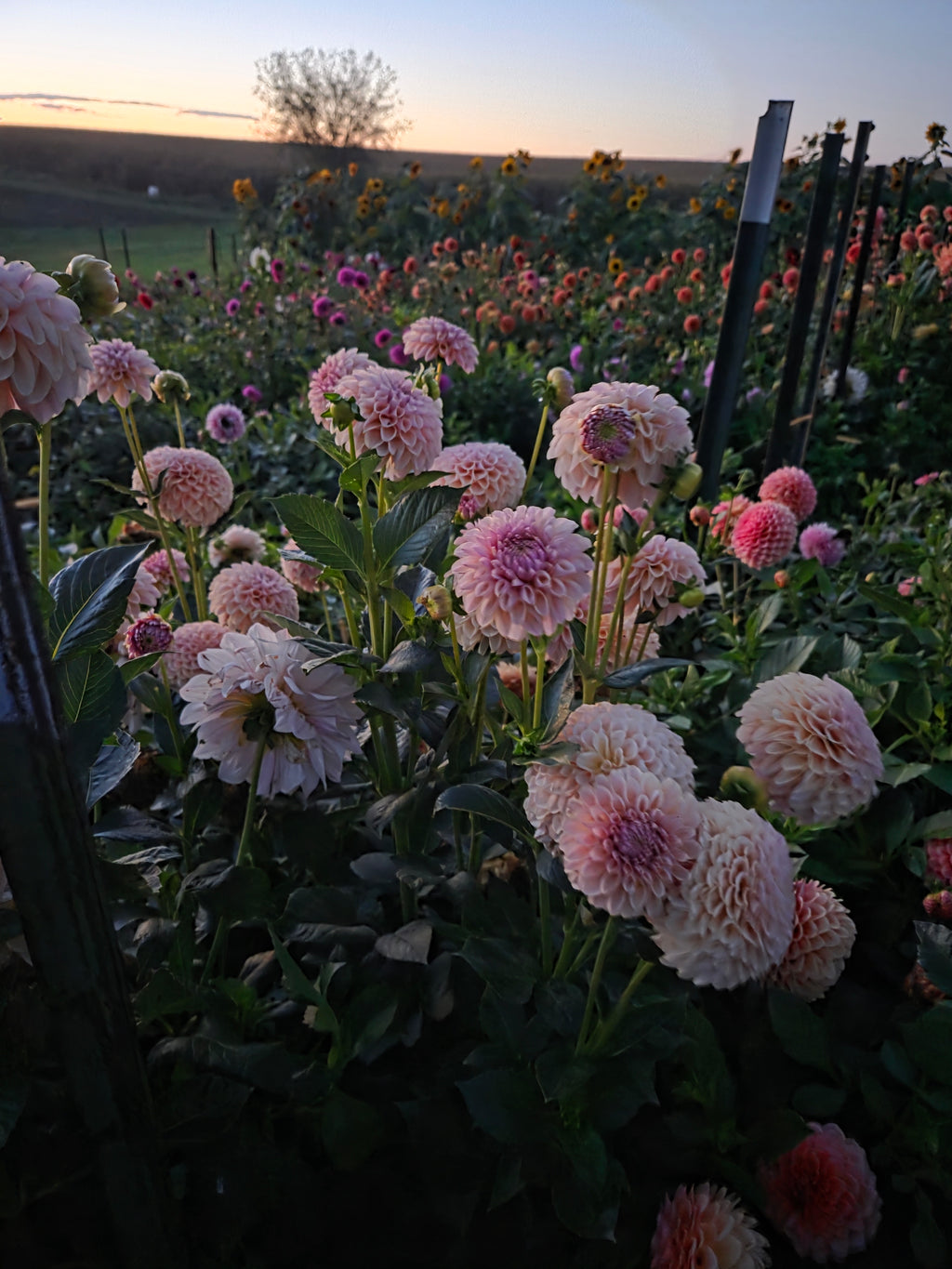 KA's® Cinder Rose