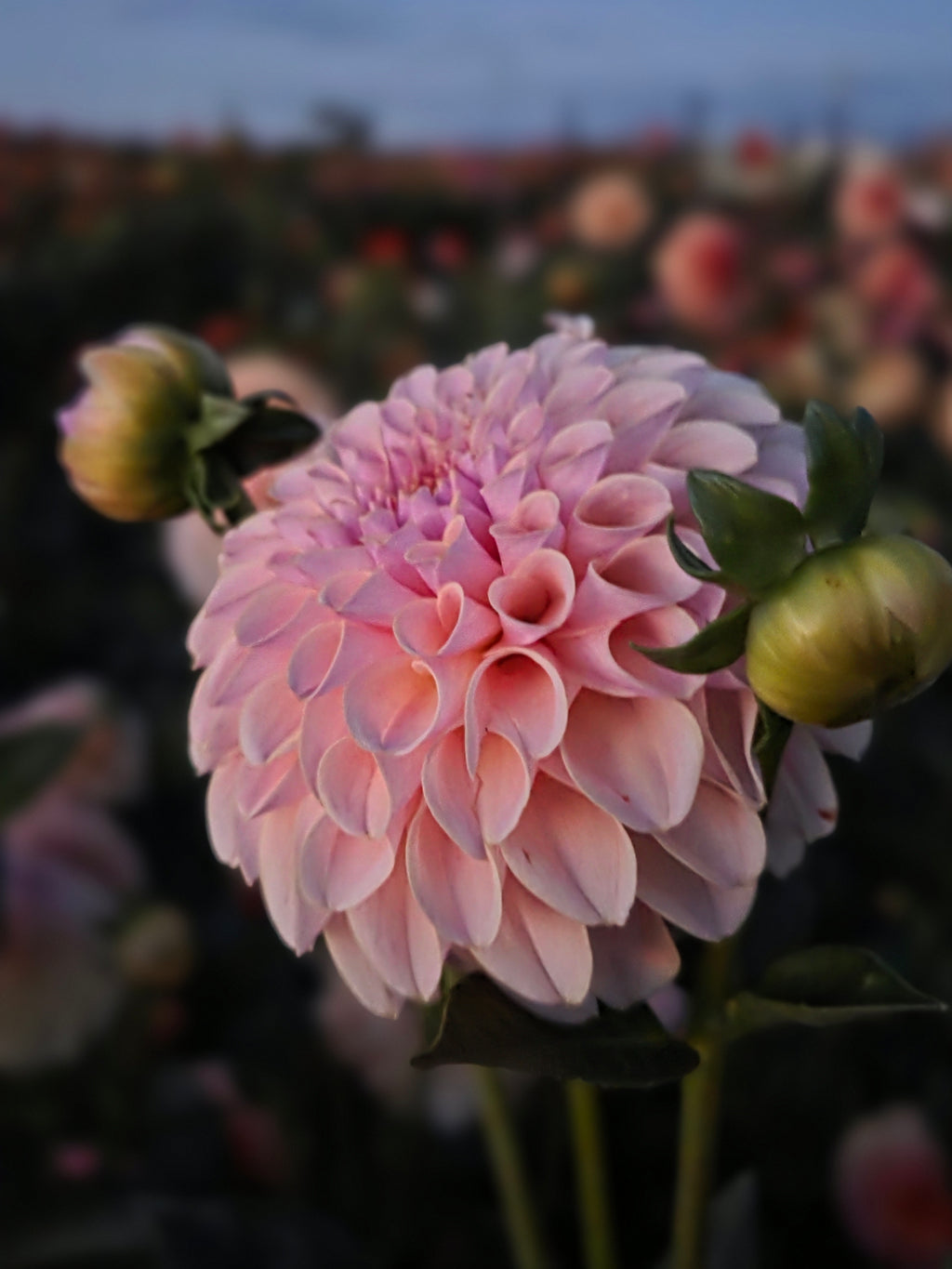 KA's® Cinder Rose