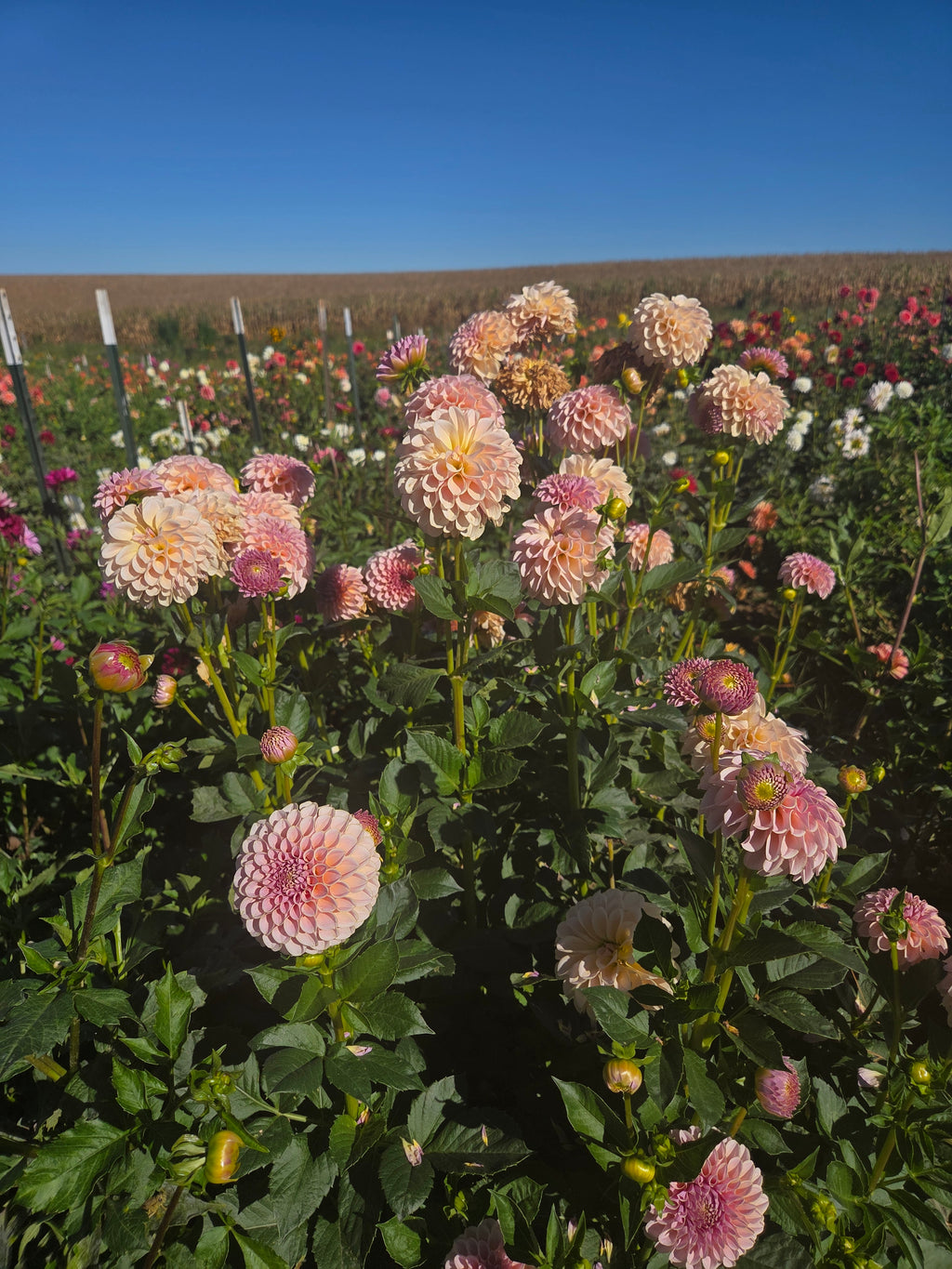 KA's® Cinder Rose