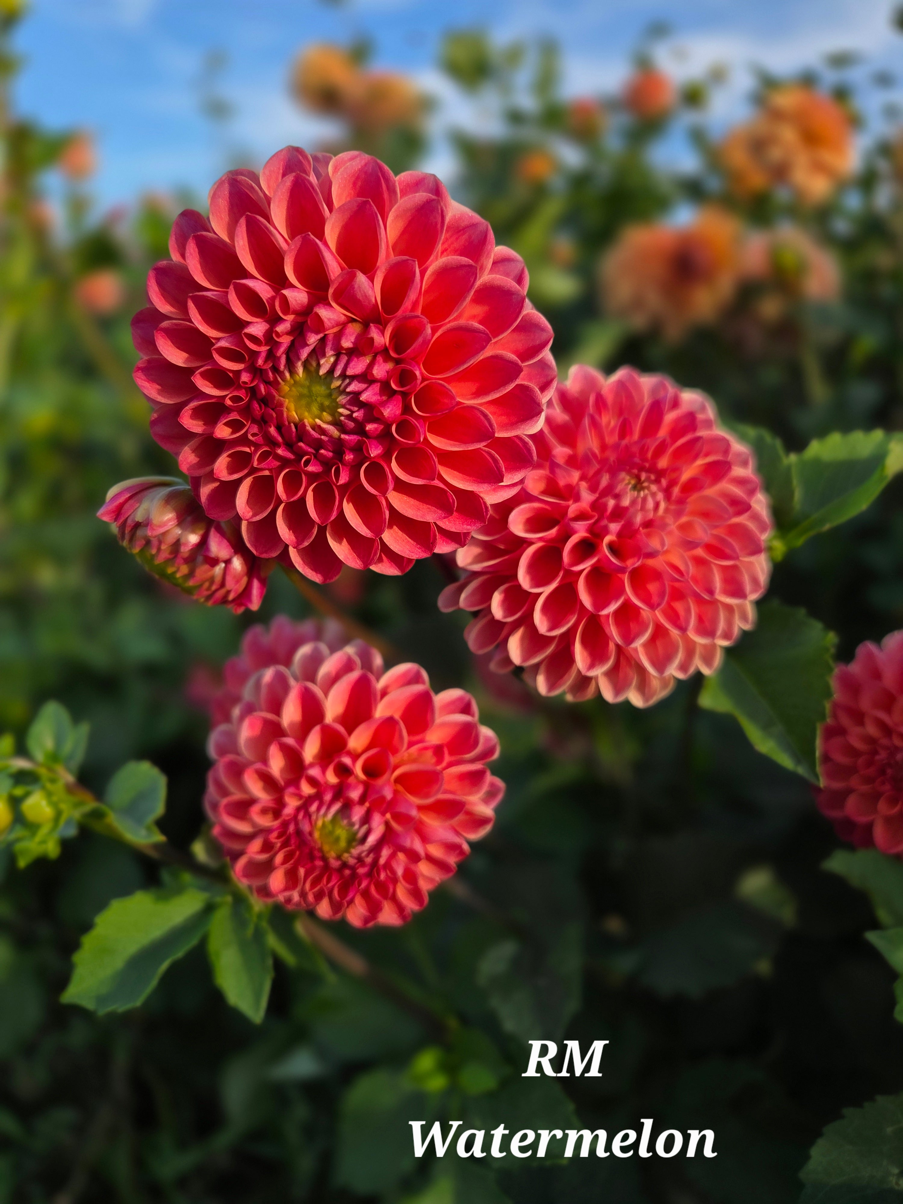RM Watermelon