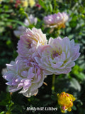 Hollyhill Lilibet
