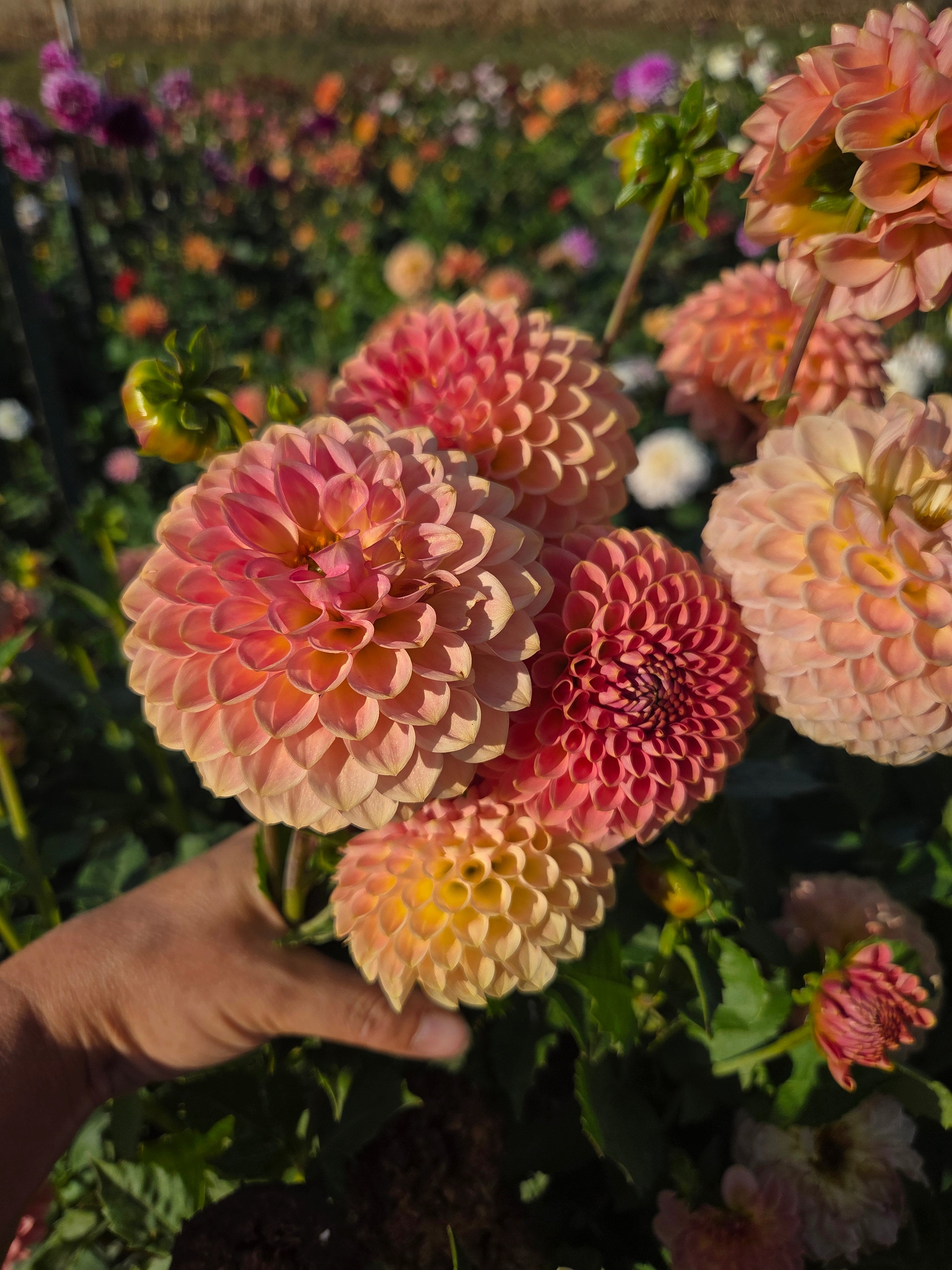 20th Avenue Softer Peach