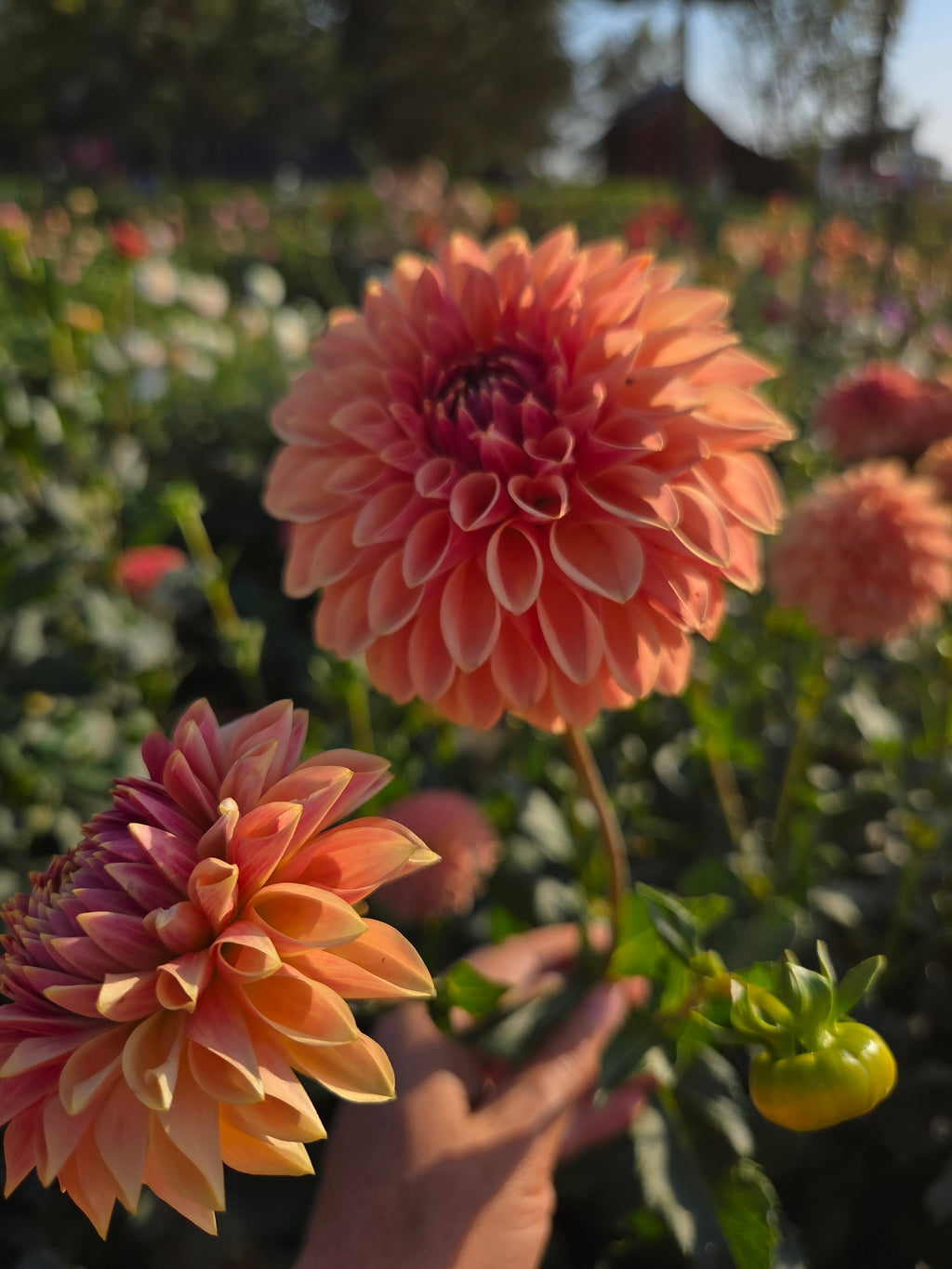 KA's® Desert Rose