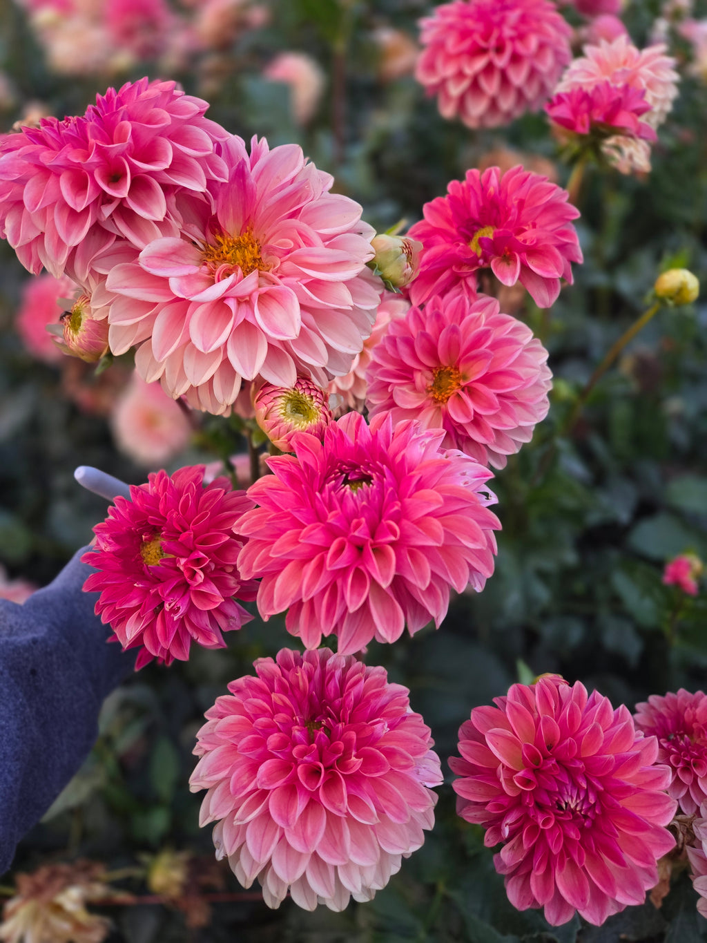KA's® Desert Rose