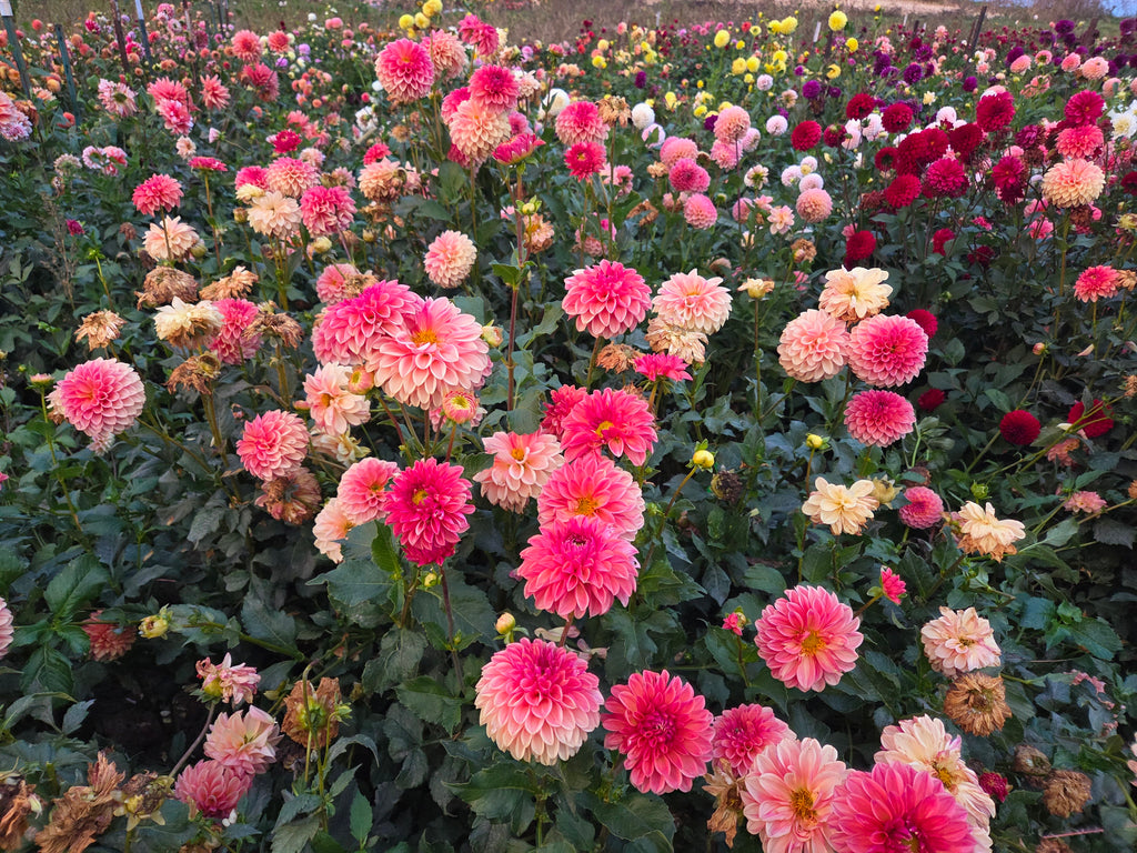 KA's® Desert Rose