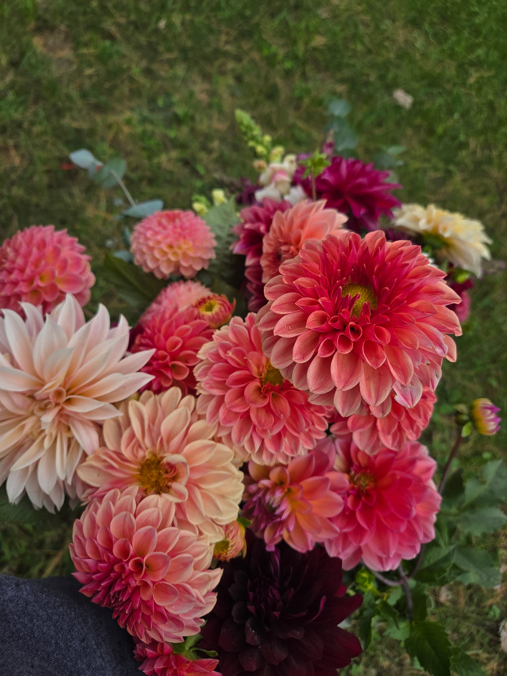 KA's® Desert Rose