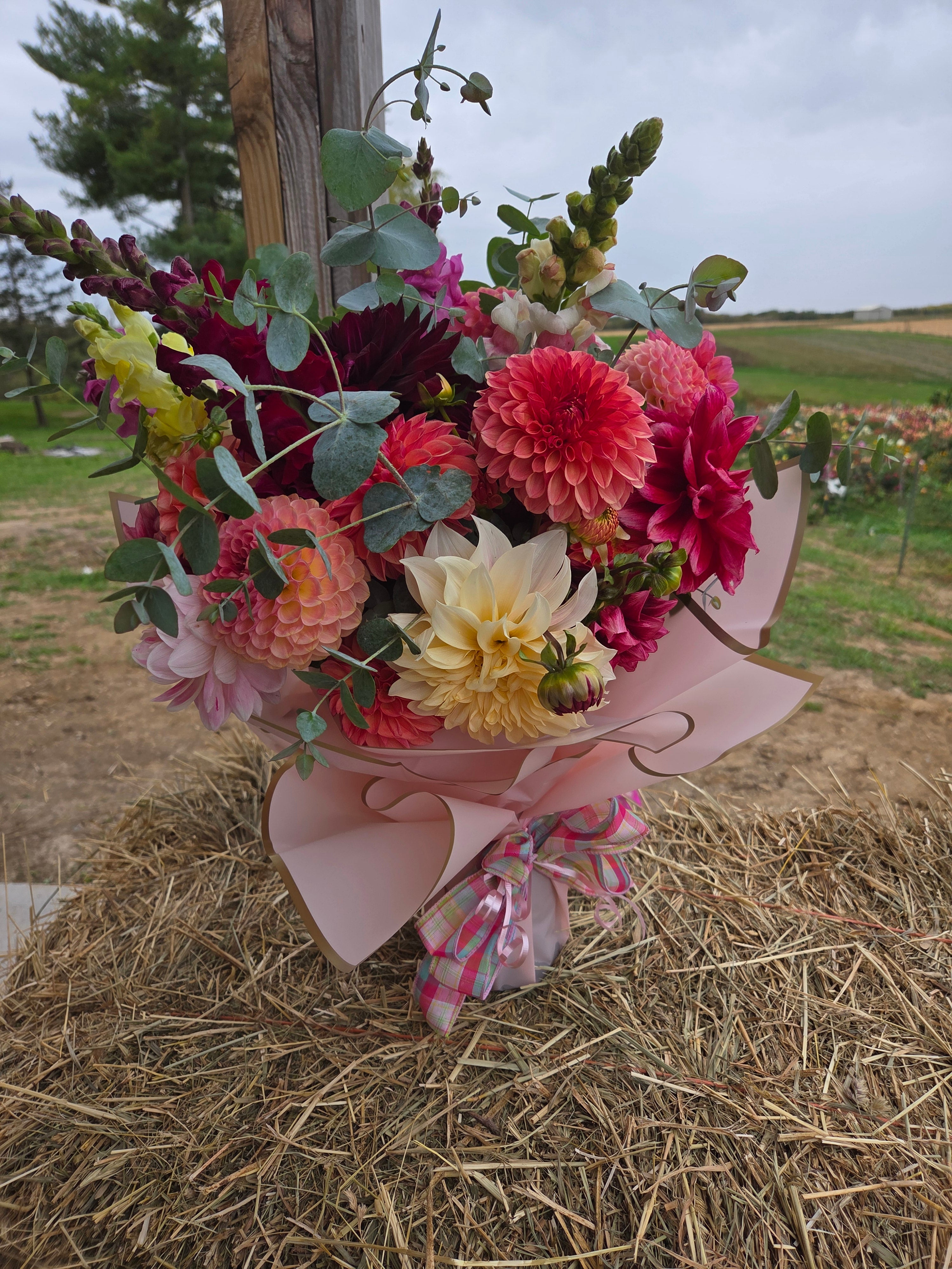 20 tubers of mixed dahlias