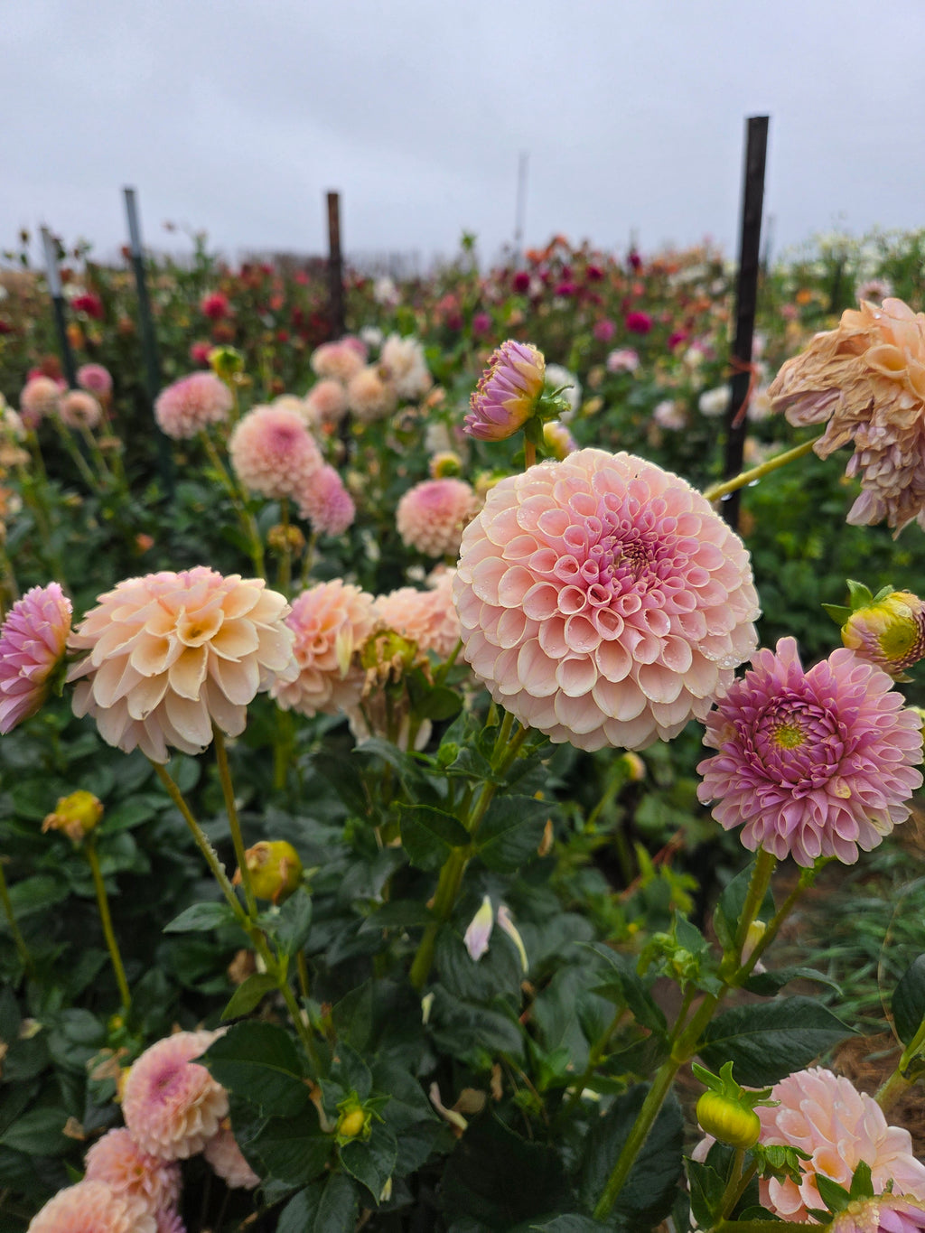 KA's® Cinder Rose