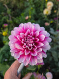 Budapest Blush